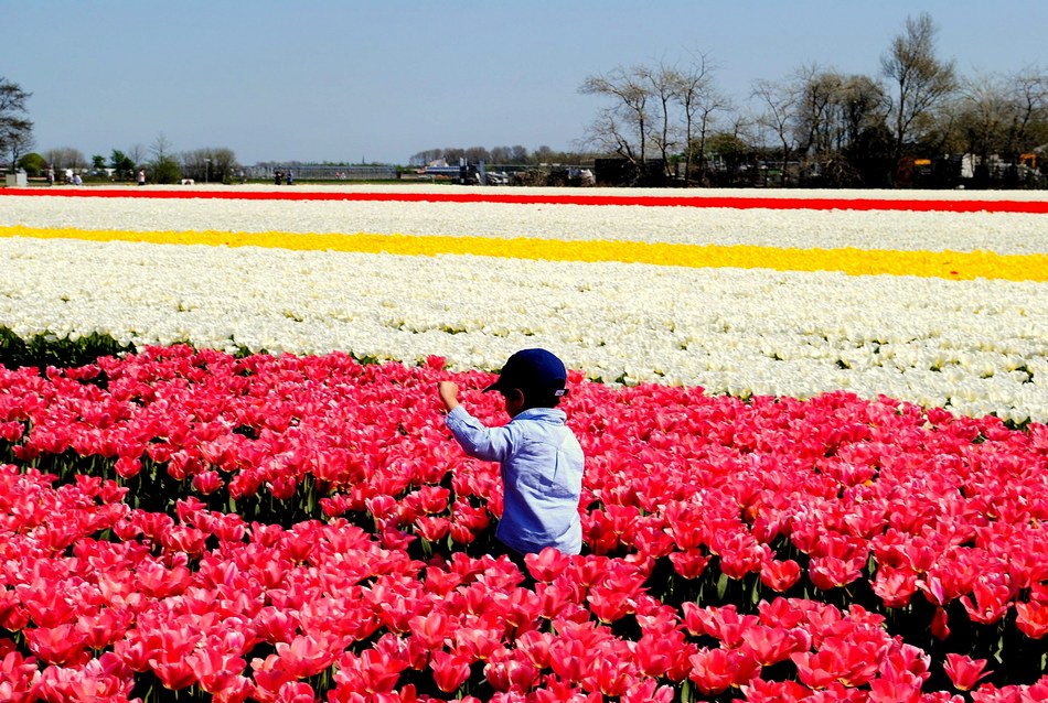 ನಗುವ ಹೂಗಳ ಕಿನ್ನರ ದೇಶ ನೆದರ್ ಲ್ಯಾಂಡ್ಸ್