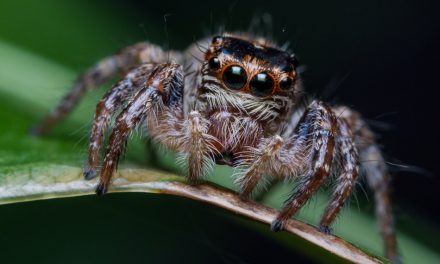 ಸುಮುಖ ಜಾವಗಲ್ ತೆಗೆದ ಹಾರುವ ಜೇಡದ ಚಿತ್ರ