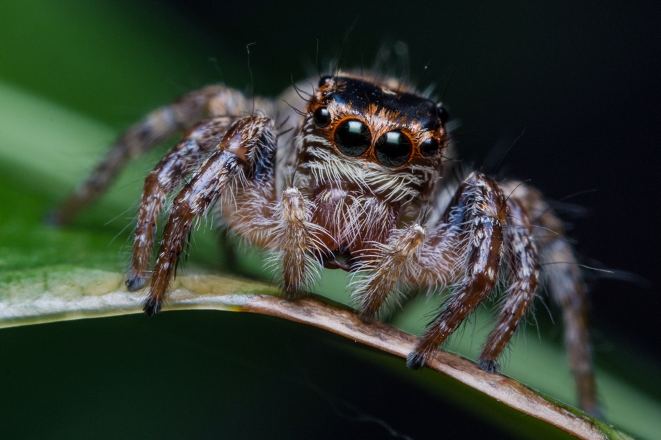 ಸುಮುಖ ಜಾವಗಲ್ ತೆಗೆದ ಹಾರುವ ಜೇಡದ ಚಿತ್ರ