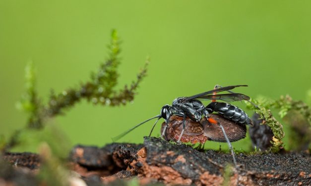 ವಿಪಿನ್ ಬಾಳಿಗ ತೆಗೆದ ಈ ದಿನದ ಚಿತ್ರ