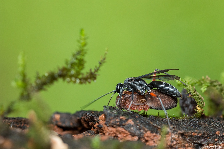 ವಿಪಿನ್ ಬಾಳಿಗ ತೆಗೆದ ಈ ದಿನದ ಚಿತ್ರ