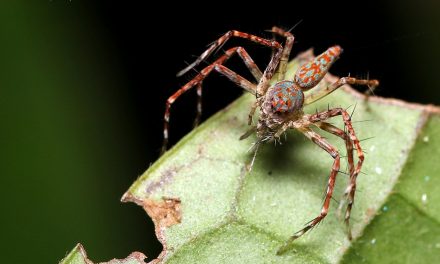 ಡಾ. ಅಭಿಜಿತ್ ತೆಗೆದ ಈ ದಿನದ ಚಿತ್ರ