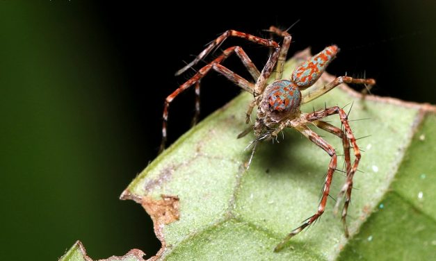 ಡಾ. ಅಭಿಜಿತ್ ತೆಗೆದ ಈ ದಿನದ ಚಿತ್ರ