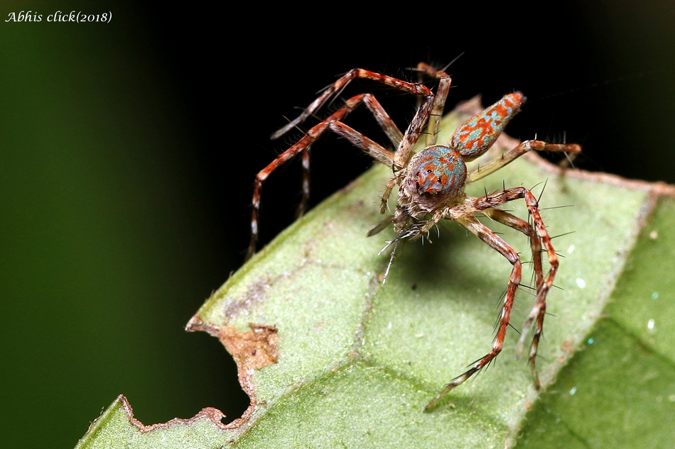 ಡಾ. ಅಭಿಜಿತ್ ತೆಗೆದ ಈ ದಿನದ ಚಿತ್ರ
