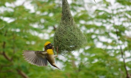 ಗಿರೀಶ್ ಕುಮಾರ್ ತೆಗೆದ ಈ ದಿನದ ಚಿತ್ರ