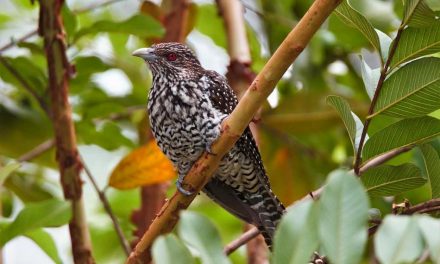 ಡಾ. ವಾಣಿ ಮಹೇಶ ತೆಗೆದ ಏಷ್ಯನ್ ಕೋಯಲ್ ಹೆಣ್ಣು ಹಕ್ಕಿಯ ಚಿತ್ರ.