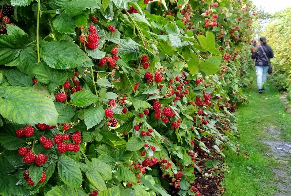 ಕಡಲ ಅಡಿಯ ಜನರ ಕೃಷಿ ಬದುಕು: ಸೀಮಾ ಹೆಗಡೆ ಅಂಕಣ