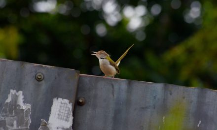 ಡಾ. ಆನಂದ್ ಕುಮಾರ್ ತೆಗೆದ ಈ ದಿನದ ಚಿತ್ರ