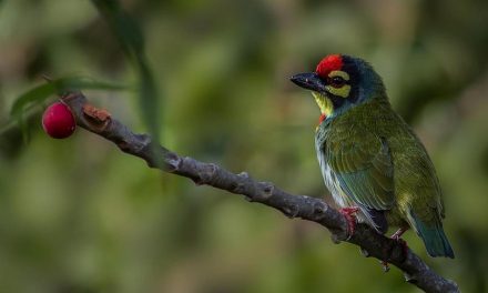 ವಿನೋದ್ ಕುಮಾರ್ ತೆಗೆದ ಕಂಚುಕುಟಿಗ ಹಕ್ಕಿಯ ಚಿತ್ರ