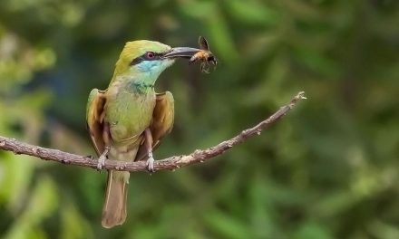 ಅಮೀನ್ ಅತ್ತಾರ ತೆಗೆದ ಕಳ್ಳಿಪೀರ ಹಕ್ಕಿಯ ಚಿತ್ರ