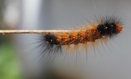 ಅರ್ಚನಾ ಖ್ಯಾಡಿ ತೆಗೆದ ಈ ದಿನದ ಚಿತ್ರ.