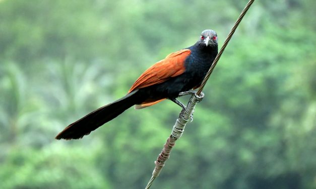 ಎನ್ನಯ ಹಕ್ಕಿಗಳ ಲೋಕ:ಮುನವ್ವರ್ ಪರಿಸರ ಕಥನ