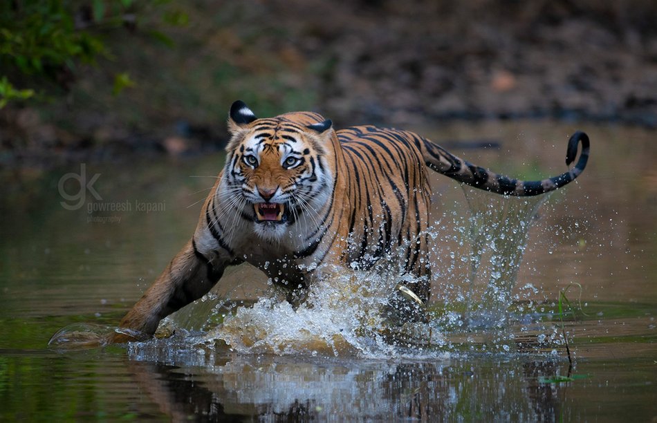 ಗೌರೀಶ್ ಕಪನಿ ತೆಗೆದ ಹುಲಿಯ ಚಿತ್ರ.