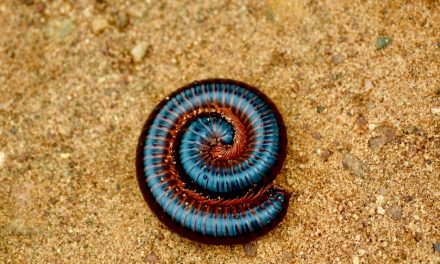 ಡಾ. ಆನಂದ್ ಕುಮಾರ್ ತೆಗೆದ ಸಾವಿರ ಕಾಲುಗಳ ರಾಜನ ಚಿತ್ರ