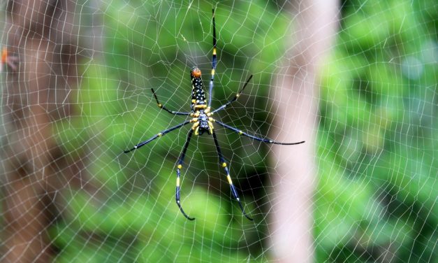 ಕೃಷ್ಣ ದೇವಾಂಗಮಠ ತೆಗೆದ ಜೇಡದ ಚಿತ್ರ