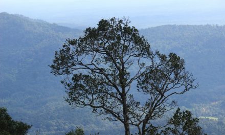 ಪಿಸುನುಡಿವ ಕಾಡಲ್ಲಿ ಕೇಳಿಸಿದ ಹಾಡು