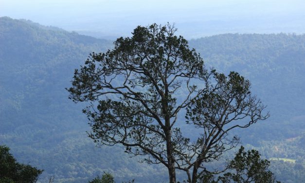 ಪಿಸುನುಡಿವ ಕಾಡಲ್ಲಿ ಕೇಳಿಸಿದ ಹಾಡು