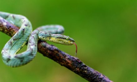 ವಿನೀತ್ ಕುಮಾರ್ ಕೆ. ತೆಗೆದ ಈ ದಿನದ ಚಿತ್ರ