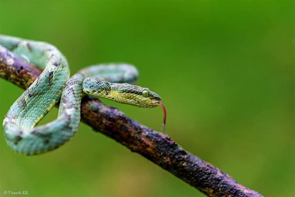 ವಿನೀತ್ ಕುಮಾರ್ ಕೆ. ತೆಗೆದ ಈ ದಿನದ ಚಿತ್ರ