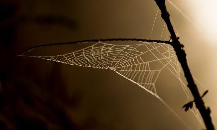 ಆದರ್ಶ ಬಿ.ಎಸ್ ತೆಗೆದ ಈ ದಿನದ ಚಿತ್ರ