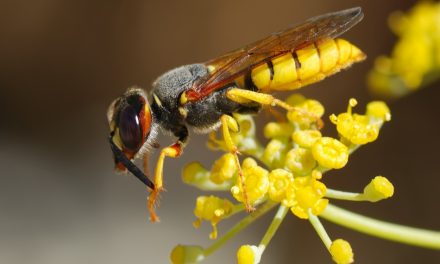 ಹುಳು ಕಚ್ಚಿದ ಕೈಬೆರಳು ಆನೆಕಾಲಿನಂತೆ ಊದಿಕೊಂಡಿತ್ತು.