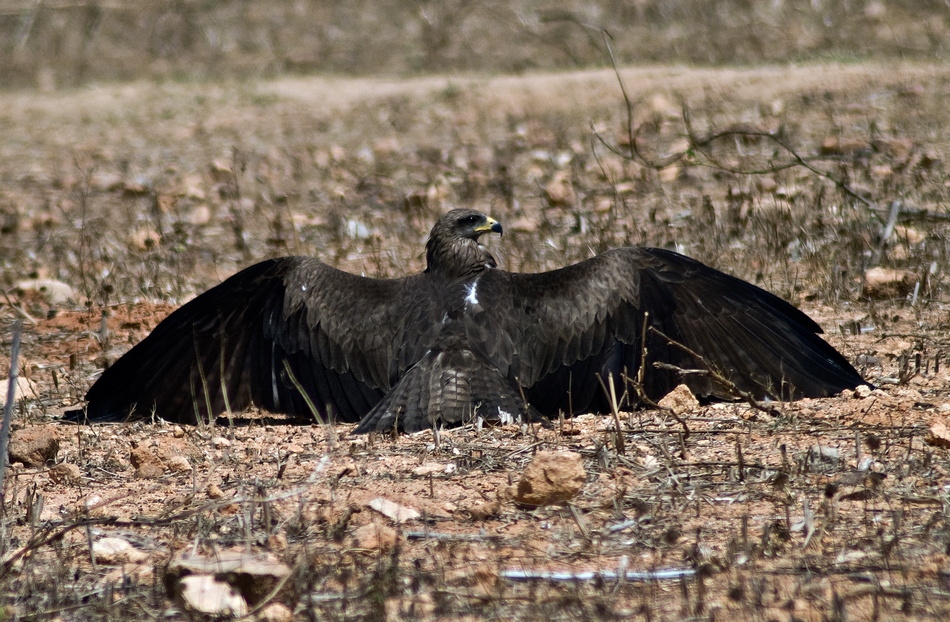 ಅಶ್ವಥ ಕೆ.ಎನ್ ತೆಗೆದ ಈ ದಿನದ ಚಿತ್ರ