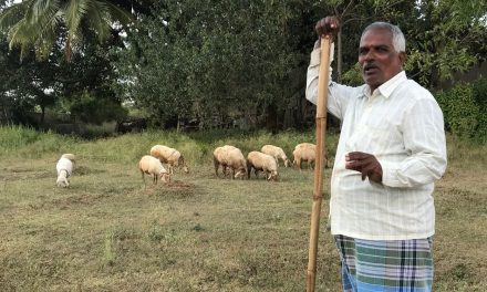 ಅಮೇರಿಕಾದ ಡಾಲಸ್ ನಲ್ಲಿ ಉಳಿದಿರುವ ಕೌ ಕ್ಯಾಂಪ್ ನ ಚಿತ್ರಗಳು: ಸುಜಾತಾ ತಿರುಗಾಟ ಕಥನ