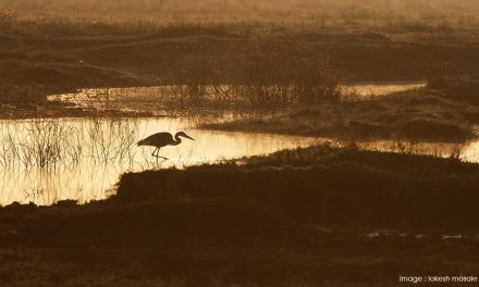 ಲೋಕೇಶ್ ಮೊಸಳೆ ತೆಗೆದ ಈ ದಿನದ ಚಿತ್ರ