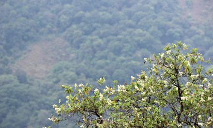 ಹಬ್ಬಿದಾ ಬಂಜಾರುಮಲೆಯ ಮಧ್ಯದೊಳಗೆ: ಪ್ರಸಾದ್ ಶೆಣೈ ಕಥಾನಕ