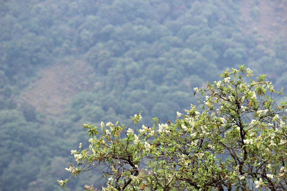 ಹಬ್ಬಿದಾ ಬಂಜಾರುಮಲೆಯ ಮಧ್ಯದೊಳಗೆ: ಪ್ರಸಾದ್ ಶೆಣೈ ಕಥಾನಕ