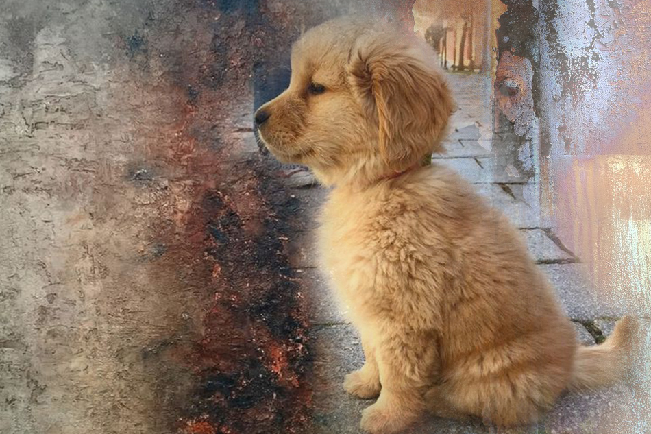 ಮೂಕ ಪ್ರೀತಿಗೆ ಕರಗುವ ಮನವು: ಇ.ಆರ್.ರಾಮಚಂದ್ರನ್ ಲೇಖನ