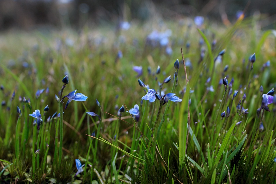 ವಿಪಿನ್ ಬಾಳಿಗ ತೆಗೆದ ಈ ದಿನದ ಚಿತ್ರ