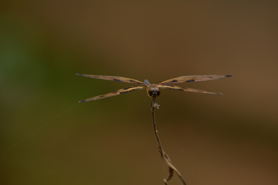 ವಿನಯ್ ಭಟ್ ತೆಗೆದ ಈ ದಿನದ ಚಿತ್ರ