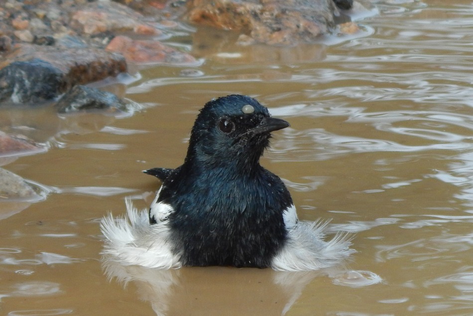 ಪೂರ್ಣೇಶ್ ಮತ್ತಾವರ ತೆಗೆದ ಮಡಿವಾಳ ಹಕ್ಕಿಯ ಚಿತ್ರ.