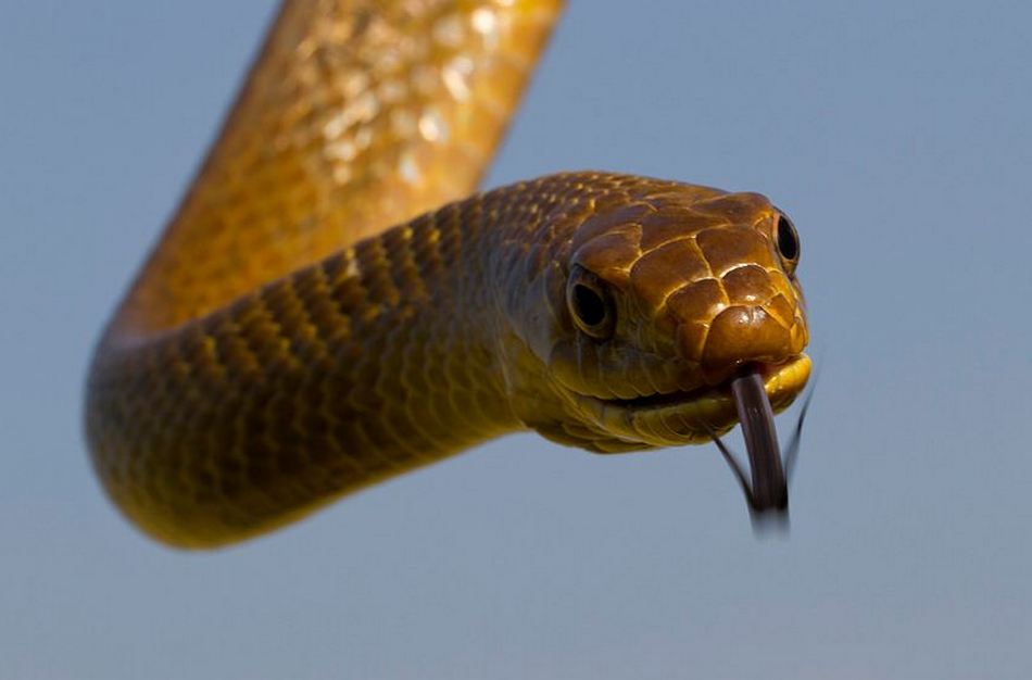 ಹಾವಿನ ಹೊಡೆತಕ್ಕೆ ಬೆಂಡಾದ ಬಸ್ಸು!: ಮುನವ್ವರ್ ಜೋಗಿಬೆಟ್ಟು ಬರೆವ ಪರಿಸರ ಕಥನ