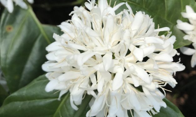 ಕಾಫಿ ಗಿಡದ ಹೂಗೊಂಚಲ ಕಥೆ : ಸುಜಾತಾ ತಿರುಗಾಟ ಕಥನ