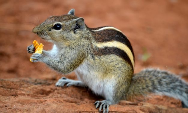 ಜಾತಿ ಕೆಟ್ಟ ಅಳಿಲಿನ ಅಂತ್ಯ:ಮುನವ್ವರ್ ಪರಿಸರ ಕಥನ