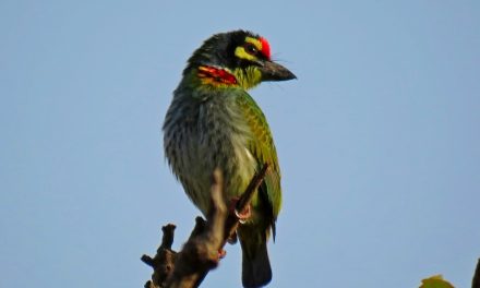 ಚೇತನಾ ತೆಗೆದ ಈ ದಿನದ ಚಿತ್ರ