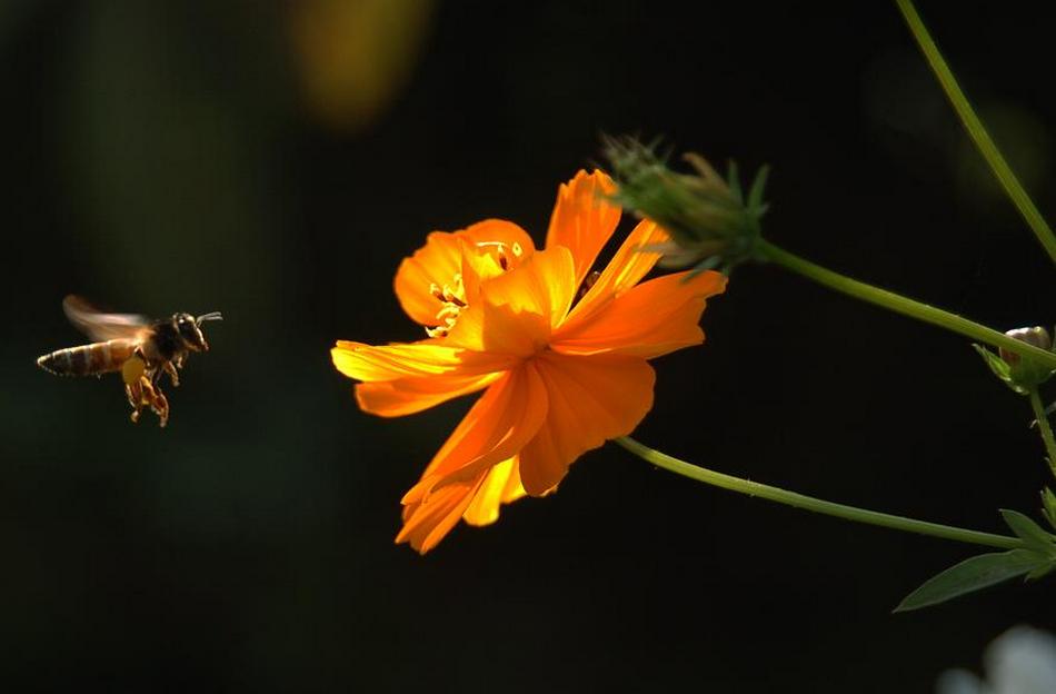 ಅಬ್ದುಲ್ ರಶೀದ್ ತೆಗೆದ ಈ ದಿನದ ಚಿತ್ರ