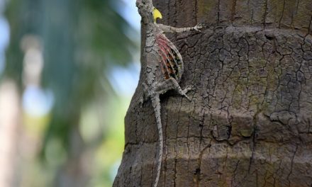 ತೇಜಸ್ವಿ ಕಂಡ ಹಾರುವ ಓತಿಯ ನಾನೂ ಕಂಡೆ
