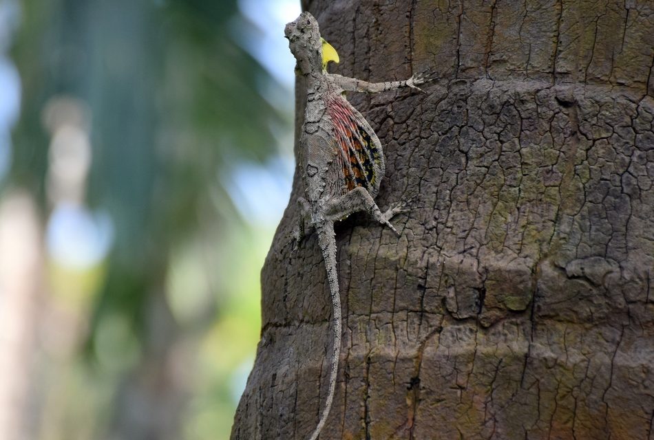 ತೇಜಸ್ವಿ ಕಂಡ ಹಾರುವ ಓತಿಯ ನಾನೂ ಕಂಡೆ