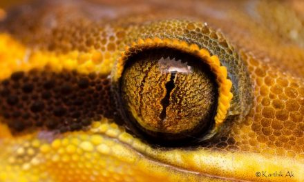 ಕಾರ್ತಿಕ್ ಎ.ಕೆ. ತೆಗೆದ ಡೆಕ್ಕನ್ ಬ್ಯಾಂಡೆಡ್ ಗೆಕೋ(ಹಲ್ಲಿ)ದ ಕಣ್ಣಿನ ಚಿತ್ರ