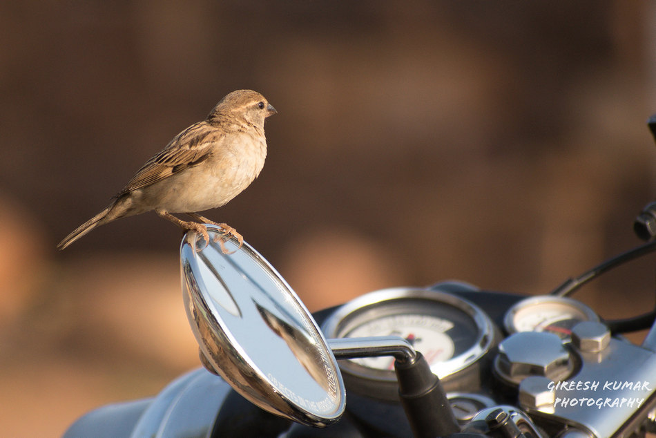 ಗಿರೀಶ್ ಕುಮಾರ್ ತೆಗೆದ ಗುಬ್ಬಚ್ಚಿಯ ಚಿತ್ರ