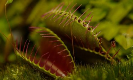 ಕೀಟಹಾರಿ ನಾಚಿಕೆ ಮುಳ್ಳು ಮತ್ತು ಘಾಟಿ ಕೋಳಿ: ಮುನವ್ವರ್ ಜೋಗಿಬೆಟ್ಟು ಬರೆವ ಪರಿಸರ ಕಥಾನಕ