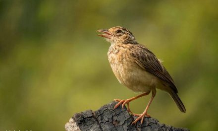 ಸಿ ರಘು ಕುಮಾರ್ ತೆಗೆದ ಕಂದು ರೆಕ್ಕೆಯ ನೆಲಗುಬ್ಬಿಯ ಚಿತ್ರ