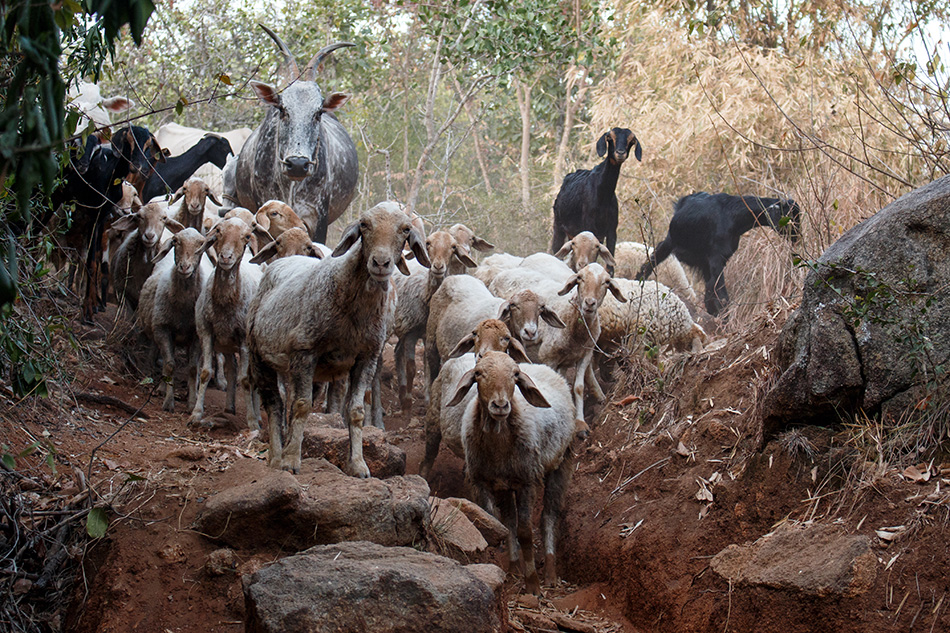 ವಿಪಿನ್ ಬಾಳಿಗ ತೆಗೆದ ಈ ದಿನದ ಚಿತ್ರ
