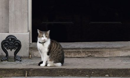 ಕಳೆದುಹೋಗುವ ಬೆಕ್ಕುಗಳ ಕುರಿತು:ಯೋಗೀಂದ್ರ ಮರವಂತೆ ಅಂಕಣ