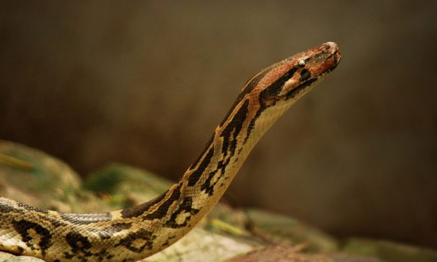 ಚಿಂಚುವಿನ ಪ್ರಾಣ ಹಿಂಡಿದ ಪೆರ್ಮಾರಿ: ಮುನವ್ವರ್ ಪರಿಸರ ಕಥನ