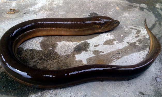 ಮಡಿಕೇರಿ ಉಮ್ಮ ಹೇಳಿದ ಹಾವು ಮೀನಿನ ಕಥೆ : ಮುನವ್ವರ್ ಪರಿಸರ ಕಥನ.