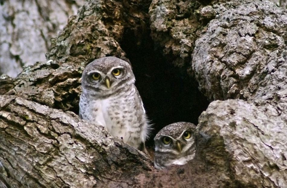 ಅಶ್ವಥ ಕೆ.ಎನ್ ತೆಗೆದ ಈ ದಿನದ ಚಿತ್ರ